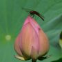 蓮花に止まる茜蜻蛉