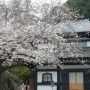 宝物殿と桜