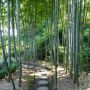 竹林