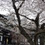 桜・観音堂