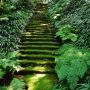 苔の石段