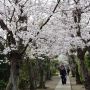 桜の参道