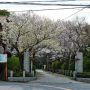 参道・桜