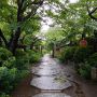 参道・梅雨