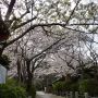 参道・桜