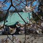 桜と大殿