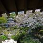 大聖閣の桜