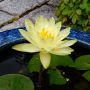 睡蓮