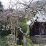 しだれ梅
