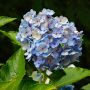 紫陽花