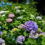 紫陽花