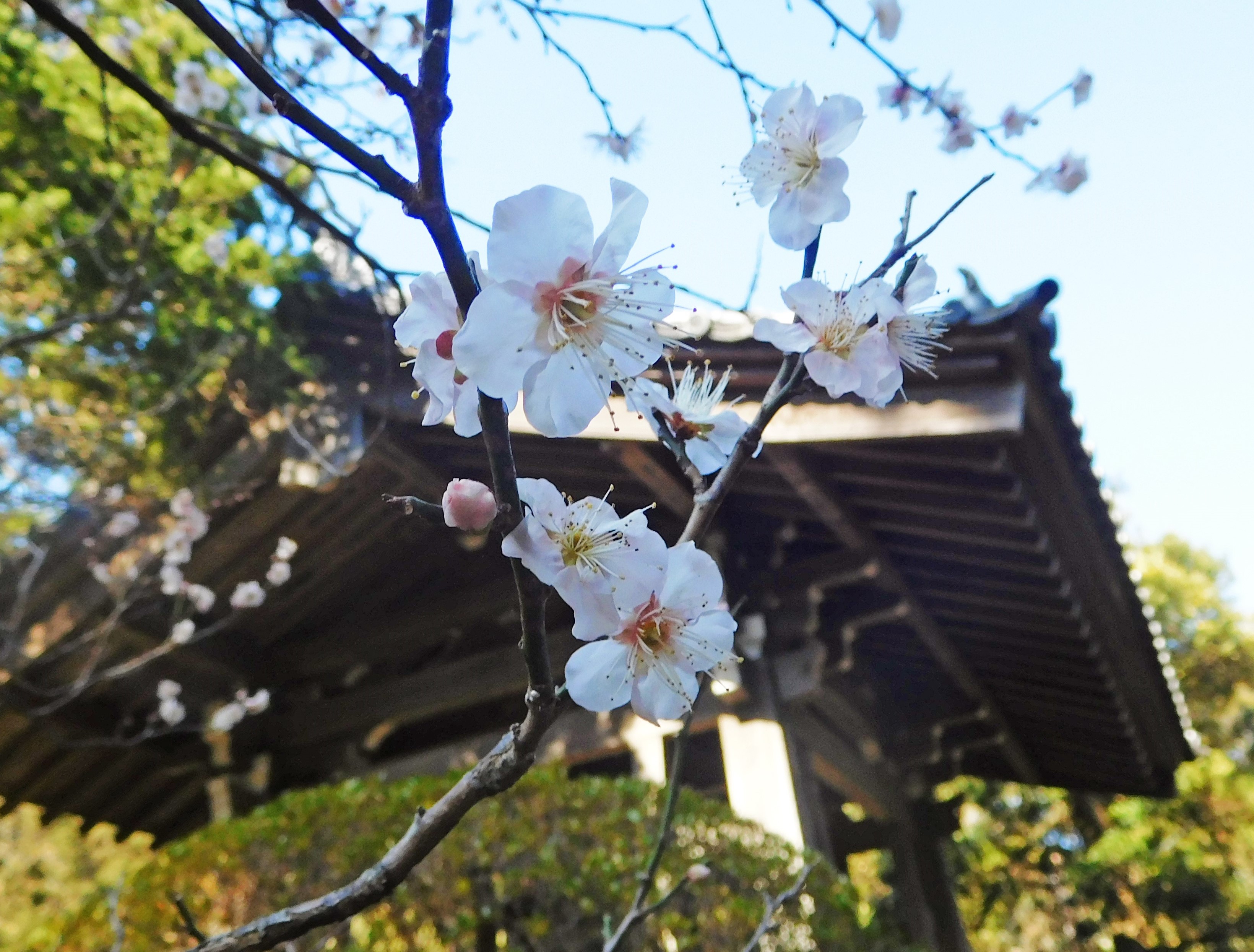 寿福寺～梅かまくら寺社特別参拝（2019年）～ - 湘南鎌倉