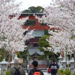 段葛（だんかずら）◆鶴岡八幡宮・境内散歩（その６）◆