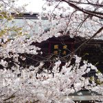 桜咲く北鎌倉・建長寺～湘南鎌倉お花見巡礼（２０１９年）～