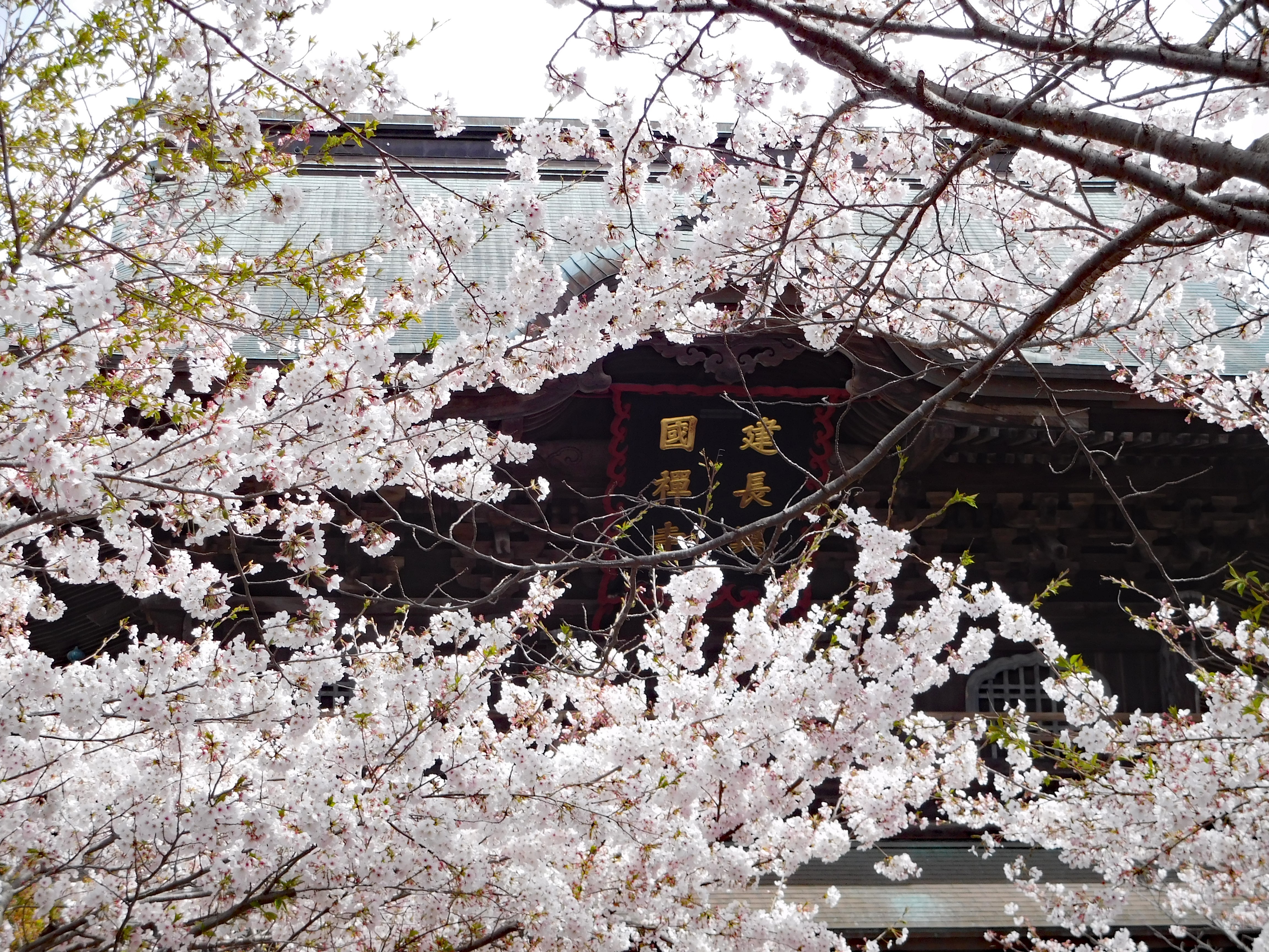 sakura-kamakura2019-