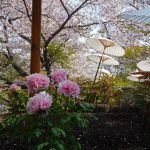 桜咲く鎌倉・鶴岡八幡宮～湘南鎌倉お花見巡礼（２０１９年）～