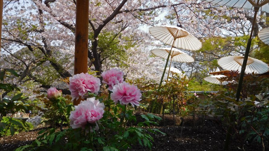 桜咲く鎌倉・鶴岡八幡宮～湘南鎌倉お花見巡礼（２０１９年）～