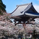 桜咲く鎌倉・光明寺～湘南鎌倉お花見巡礼（２０１９年）～