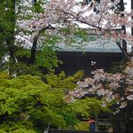 桜咲く北鎌倉・円覚寺～湘南鎌倉お花見巡礼（２０１９年）～