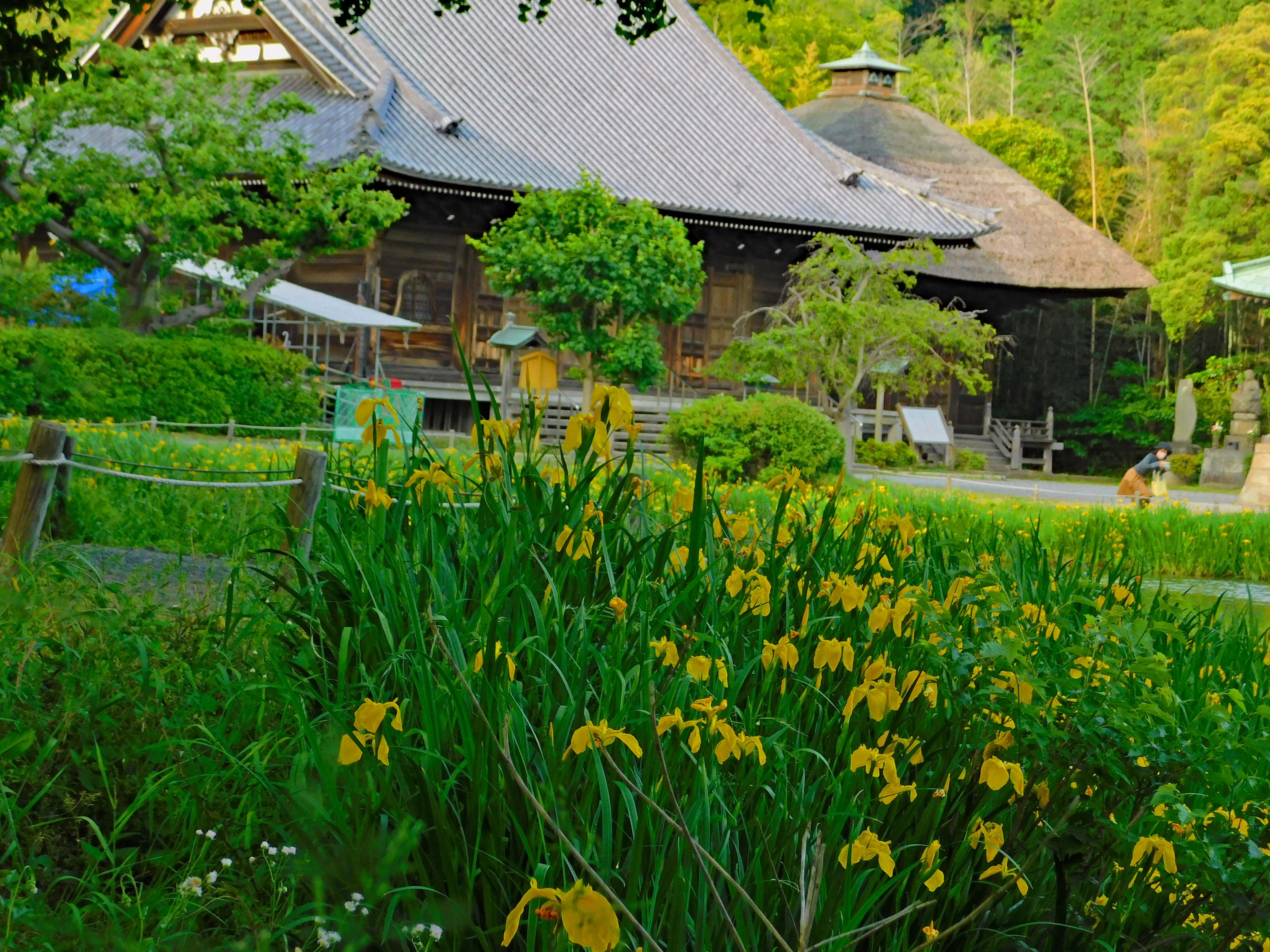 金沢八景・称名寺◇境内散歩（その3）◇金堂・釈迦堂・鐘楼
